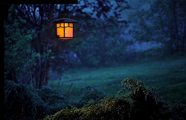 photo of a lantern hanging from a tree branch in the woods