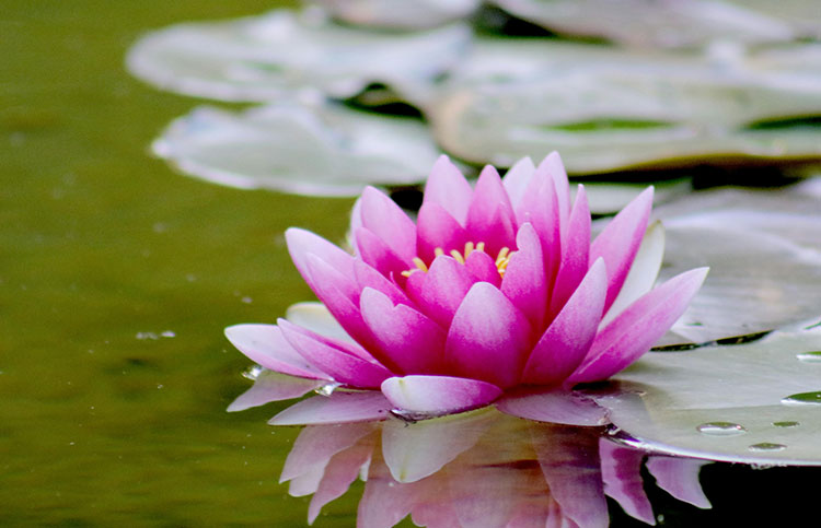 photo of a pink lotus flower on a pond