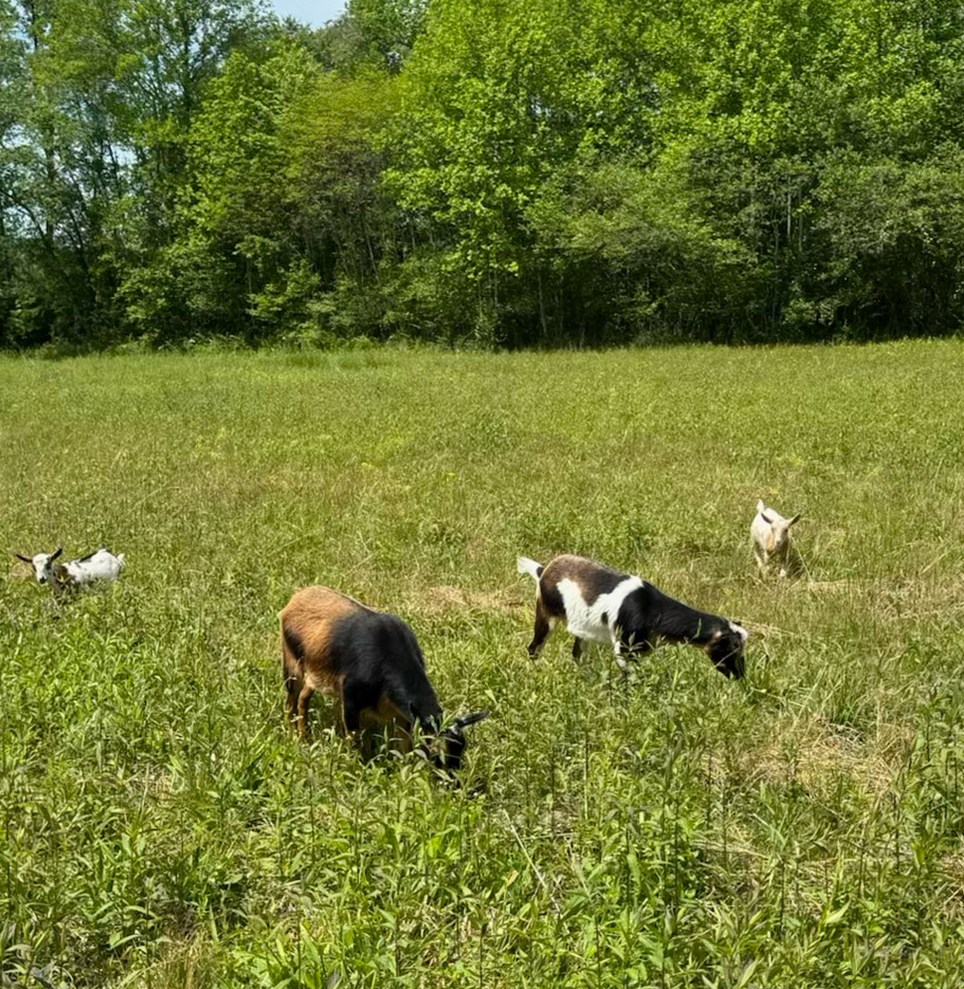 goats in the meadow